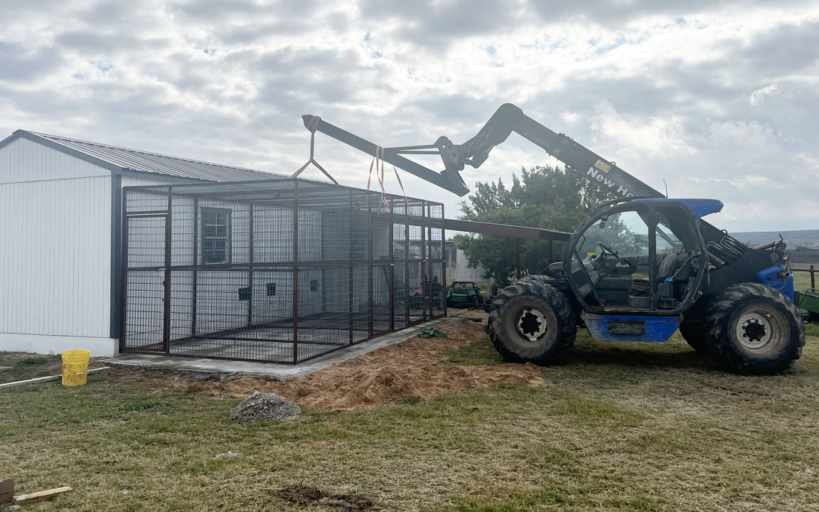 Bengal Kittens for sale near me